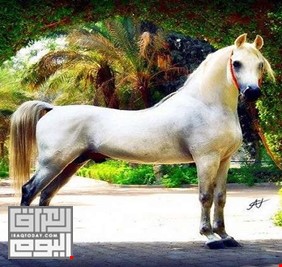 ثمنه 10 ملايين $.. نفوق أجمل حصان في مصر لأسباب مؤسفة