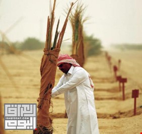 مستثمر الكويتي يتطلع لزراعة مائة ألف نخلة في جنوب العراق