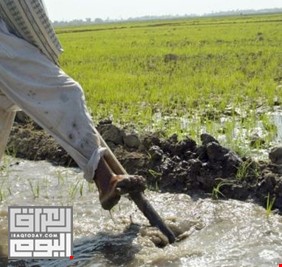 من أجل مواجهة الشح المائي، حكومة العراق تضطر لمنع زراعة الرز  في جميع أراضي البلاد !