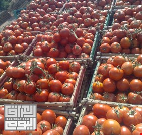 الزراعة تصدر بيانا بشأن اصابة حقول الطماطة في البصرة بوباء مجهول
