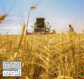مجلس واسط :انتاجنا من الحنطة والشعير قد يبلغ مليون طن