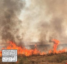الجمعيات الفلاحية تدعو عبد المهدي للتدخل وايقاف الحرائق بحقول الحنطة والشعير