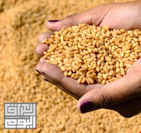 التجارة توافق على افتتاح مجمع لاستلام الحنطة بمناطق غربي الانبار