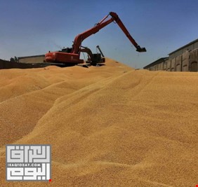 تسويق 230 ألف طن من الحنطة بالانبار