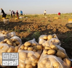 الزراعة تفتح استيراد محصول البطاطا لسد حاجة السوق المحلية