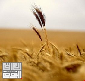 العراق يخطط لاستيراد 750 ألف طن من القمح العام القادم