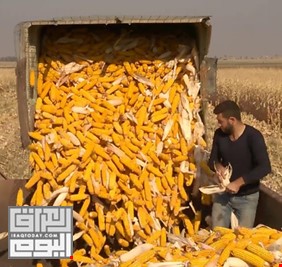 تسويق 2000 طن من محصول الذرة الصفراء في كربلاء