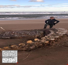 هيكل عظمي غامض على الشاطئ الإسكتلندي يشعل الإنترنت بوحش لوخ نيس الأسطوري