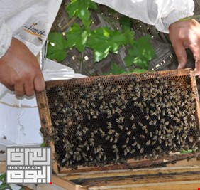 كربلاء تتوقع انتاج 140 طن من النحل للموسم الحالي