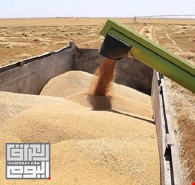 النجف تسوق 21 ألف طن من محصول الحنطة لمنافذ وزارة التجارة