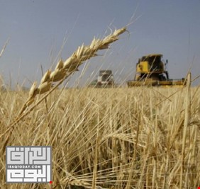 زراعة كربلاء: الانتهاء من حصاد الحنطة والشعير وتسويق مايقارب 50 ألف طن