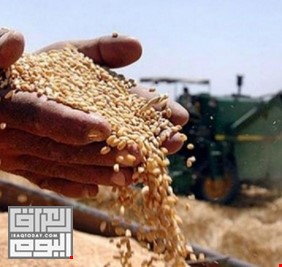 العراق يشتري مليوني طن من القمح المحلي
