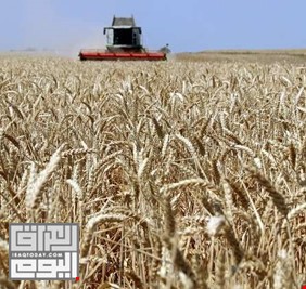 الانبار تعلن تسويق 240 الف طن من محصول الحنطة وتؤكد قرب انتهاء موسم الحصاد