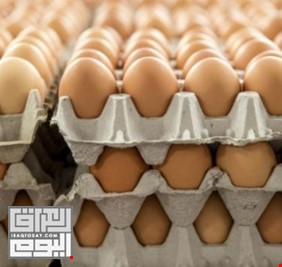 كربلاء تسوق 16 مليون بيضة خلال شهر وتؤكد سد حاجة السوق المحلية
