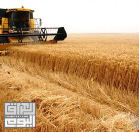 الزراعة تسمح بحركة نقل محصولي الحنطة والشعير بين المحافظات