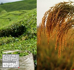 الكشف عن اختفاء ارباح العراق من اراضي الرز والشاي التي يمتلكها بفيتنام