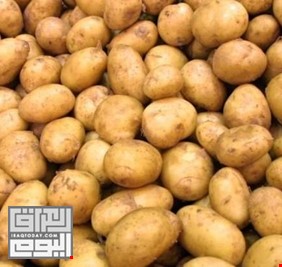 الزراعة تكشف عن وجود بطاطا غير عراقية في السوق بالرغم من منعها