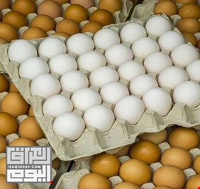 زراعة بغداد: تسويق أكثر من 74 مليون بيضة وآلاف الأطنان من الدجاج والأسماك