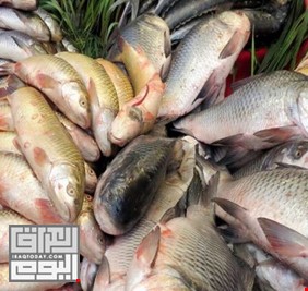قضية سياسية تعرقل تصدير العراق الأسماك الى الكويت وتغلق الملف نهائيا