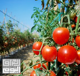 وزارة الزراعة توافق على تصدير ٢٥٠ طن من محصول الطماطم الى السعودية