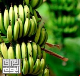 ديالى تبدأ محاولات لزراعة “الفاكهة النادرة”