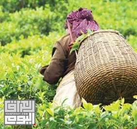 أسعار الشاي مرشحة للارتفاع بسبب الوضع الوبائي في الهند