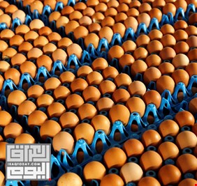 جمعية : العراق استورد من تركيا بيض المائدة بـ أكثر من 20 مليون دولار