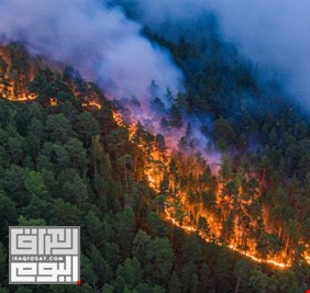 العلماء يكشفون تأثير حرائق الغابات في 