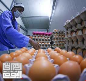 العراق يباشر استيراد بيض المائدة