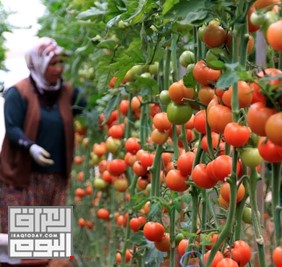 المياه وغياب الاسواق تطيح بمزارعي الطماطم في كردستان العراق
