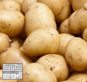 العراق يعلن تصدير كميات من البطاطا إلى دولة خليجية