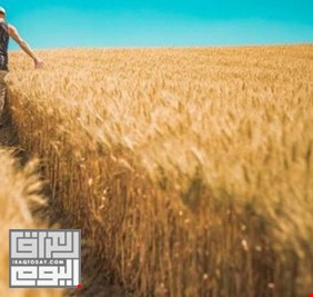 الجفاف و5 دول يشعلون أسعار القمح في العالم.. صعود قياسي