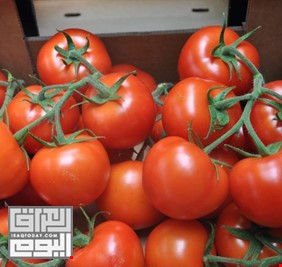 لوفرتها محلياً.. العراق يمنع استيراد الطماطم
