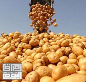 الزراعة تمنع إستيراد البطاطا في إقليم كردستان