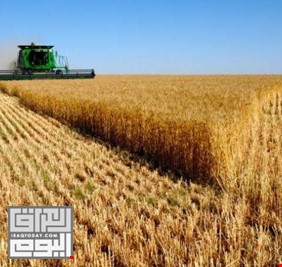 وزير في حكومة الكاظمي يتوقع انتاج ثلاثة ملايين طن من القمح خلال الموسم الحالي