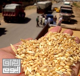 التجارة: كميات الحنطة المسوقة تجاوزت 227 ألف طن