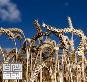 المجاعة تهدد العالم .. حالة استنفار بسبب ارتفاع أسعار القمح 