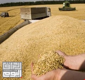التجارة: تسويق مايزيد عن مليوني طن من الحنطة