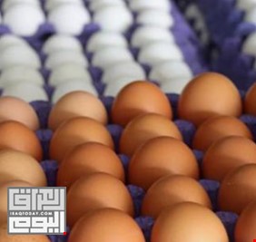 ايران تجيز تصدير كافة منتجات الدجاج للعراق