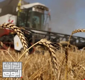 العراق يستعد لزراعة مليون فدان من الحنطة.. تكفي لـ88% من الاستهلاك