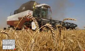 ارتفاع أسعار القمح بعد انسحاب روسيا من صفقة الحبوب