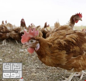 اليابان.. إتلاف 17 ألف دجاجة بسبب إنفلونزا الطيور