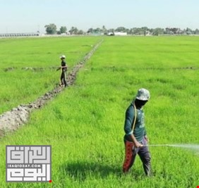 الحكومة العراقية تقرر زيادة المساحة الزراعية للموسم الحالي