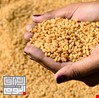 العراق يشتري (150) الف طن من الحنطة الاسترالية لحساب البطاقه التموينية