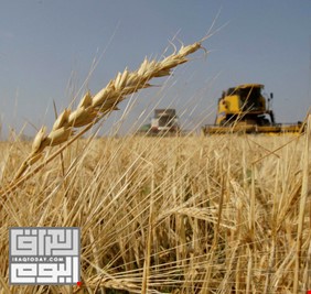 الموارد تباشر باستثمار مساحات الصحراء لزراعتها بمحصول الحنطة