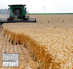 التجارة تعلن كميات الحنطة المسوقة في سلة العراق الغذائية