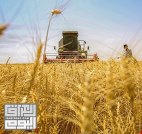 التجارة: خزين الحنطة يسدّ الحاجة المحلية حتى موسم الحصاد المقبل