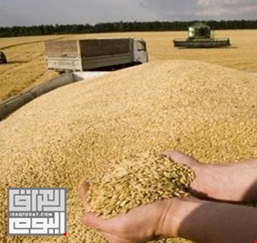 العراق يعلن تحقيق الاكتفاء من محصول القمح