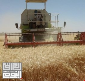 العراق يتوقع تسويق 6 مليون طن من القمح خلال الموسم الحالي