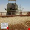 العراق يتوقع تسويق 6 مليون طن من القمح خلال الموسم الحالي